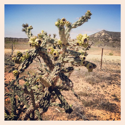 cactus west landscape texas desert arid llano estacado