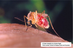 Adult mosquito, Mosquitoes The Basics