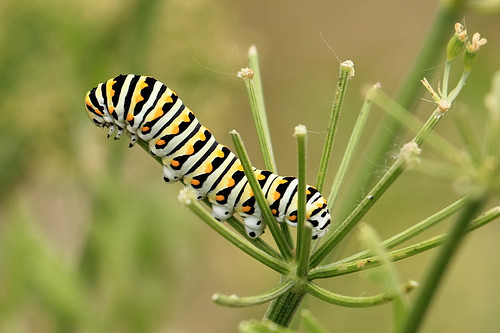 texas caterpillars grapevine blackswallowtail papiliopolyxenes