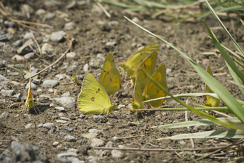 ohio butterfly orangesulphur mitchellmemorialforest