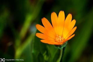 Macro of a Small Dainty Flower: Field Marigold