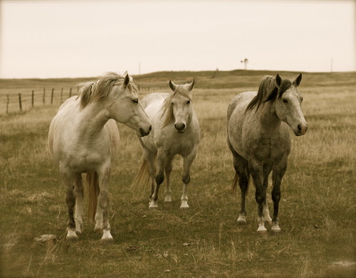 horses nebraska valentine prairie sandhills
