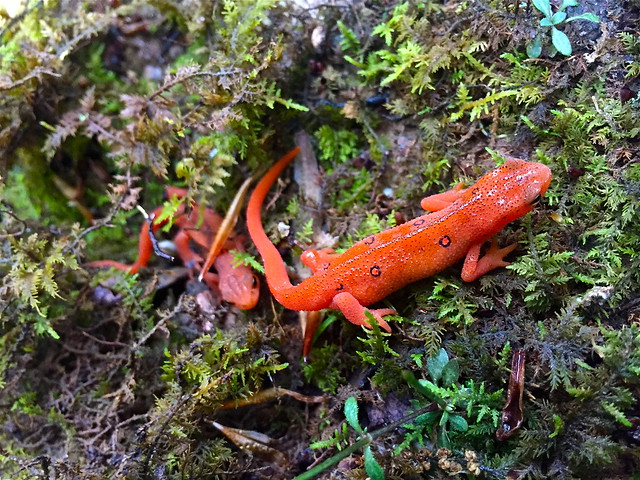 Two red efts after a rain at Fairy Stone State Park, Virginia