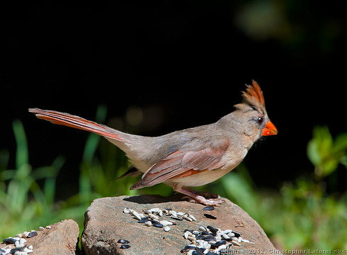 red bird fauna wildlife femalecardinal nikond700 sigmabigos