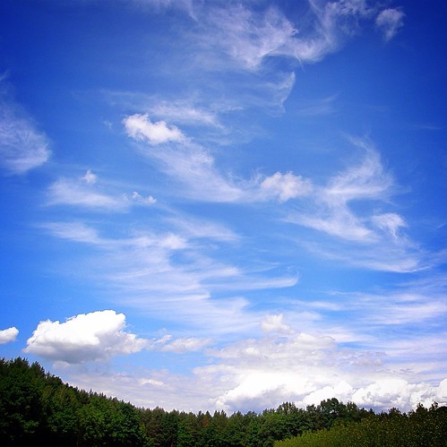 blue trees sky green nature clouds forest square landscape woods shorticus3652012