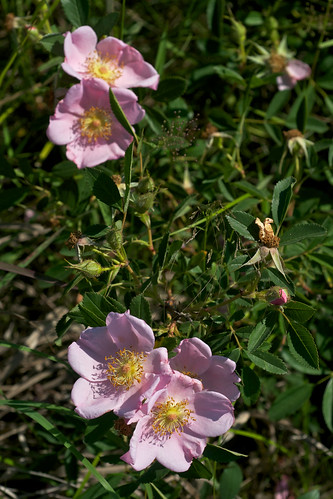 pink flower rose rosa fragrant rosaceae carolinarose rosacarolina