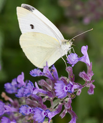 White Butterfly pollenating