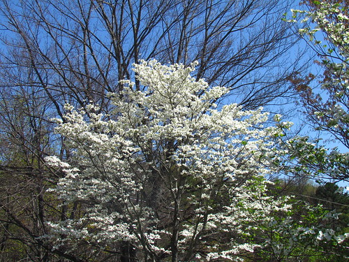 flowers trees yard landscaping dogwood dogwoodtree corneliaga spring2012 march26th2012