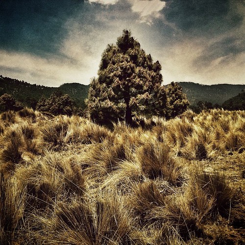mountains tree square mexico arbol mexicocity squareformat blender montañas mexicodf iphone ajusco ciudaddeméxico mobilephotography iphone4 iphoneography iphoneonly instagramapp uploaded:by=instagram snapseed