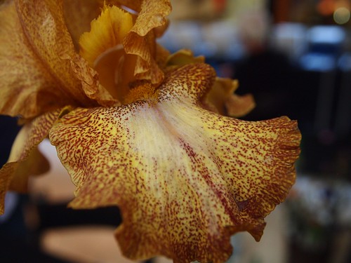 Bearded iris in competition