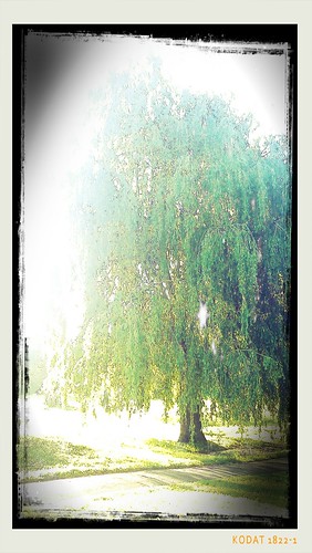 tree green project day border frame 365 android sensation htc xe pixlromatic flickrandroidapp:filter=none