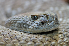 ABQ-Zoo.rattlesnake.14-03-27.a