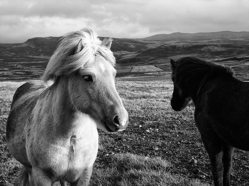 horse is iceland blonde ísland icelandic hestar canons3 íslenskirhestar íslenskir lýðveldiðísland hestaríslenskir