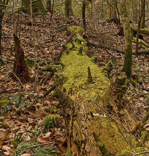 tree nature forest dead moss perspective pointofview ferns rotten naturalbeauty decayed nikond60 kjerrellimages