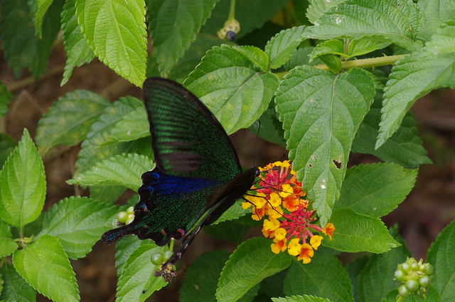 Papilio junia