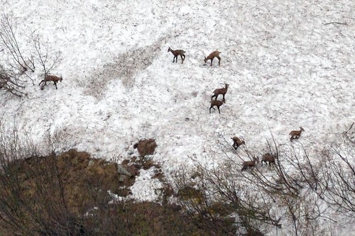 snow alps grande deer 300mm f8 halte valsesia alagna