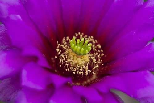 cactus flower pitaya