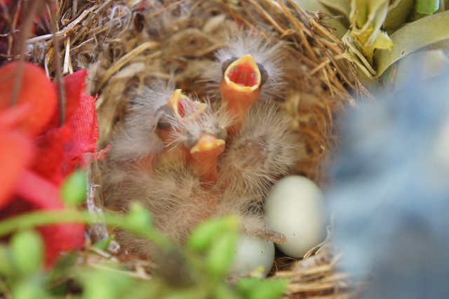 cute baby house finches