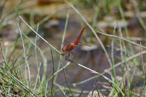 nature dragonflies ethiopia 2012
