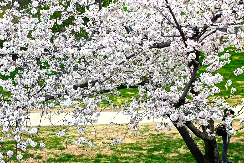 Cherry Blossoms DC 20140
