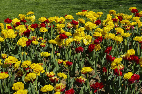 flowers tulips iowa pellaiowa