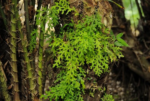 liverwort selaginella eurynota