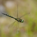 dragonflies and damselflies (トンボ)