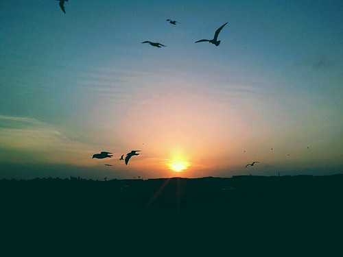 sunset seagulls flickrandroidapp:filter=none