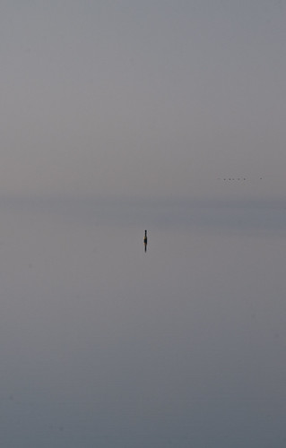 sky water birds fog haze kingston buoy collinsbay