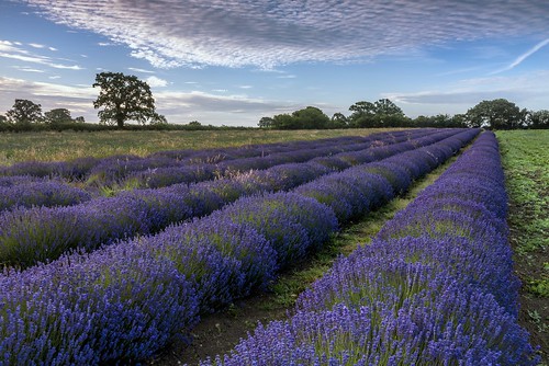 albertwirtz nikon d810 unitedkingdom england southwestengland südwestengland somerset faulkland lavender lavendel field sunrise frühermorgen earlymorning lavenderfarm fantasticnature