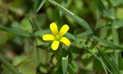 Tiny Yellow Flower DSC_4784