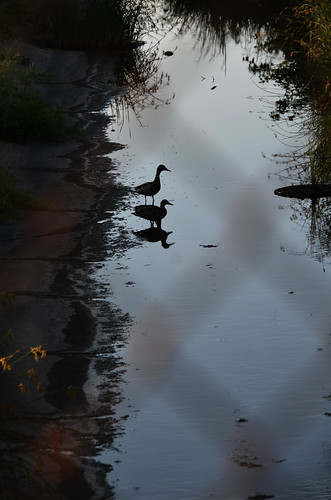 summer usa silhouette fence river duck illinois may bloomington 2012 satsuki アメリカ 5月 五月 gogatsu イリノイ州 早月 fastmonth 平成24年