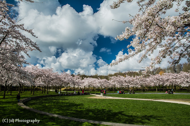 Cherry blossom season has kicked off, part 2 (+1)