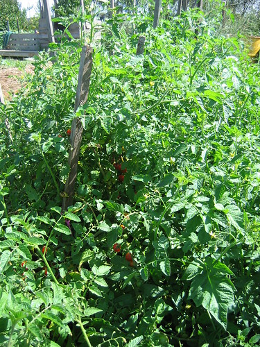 Tomato bed Jan 2012