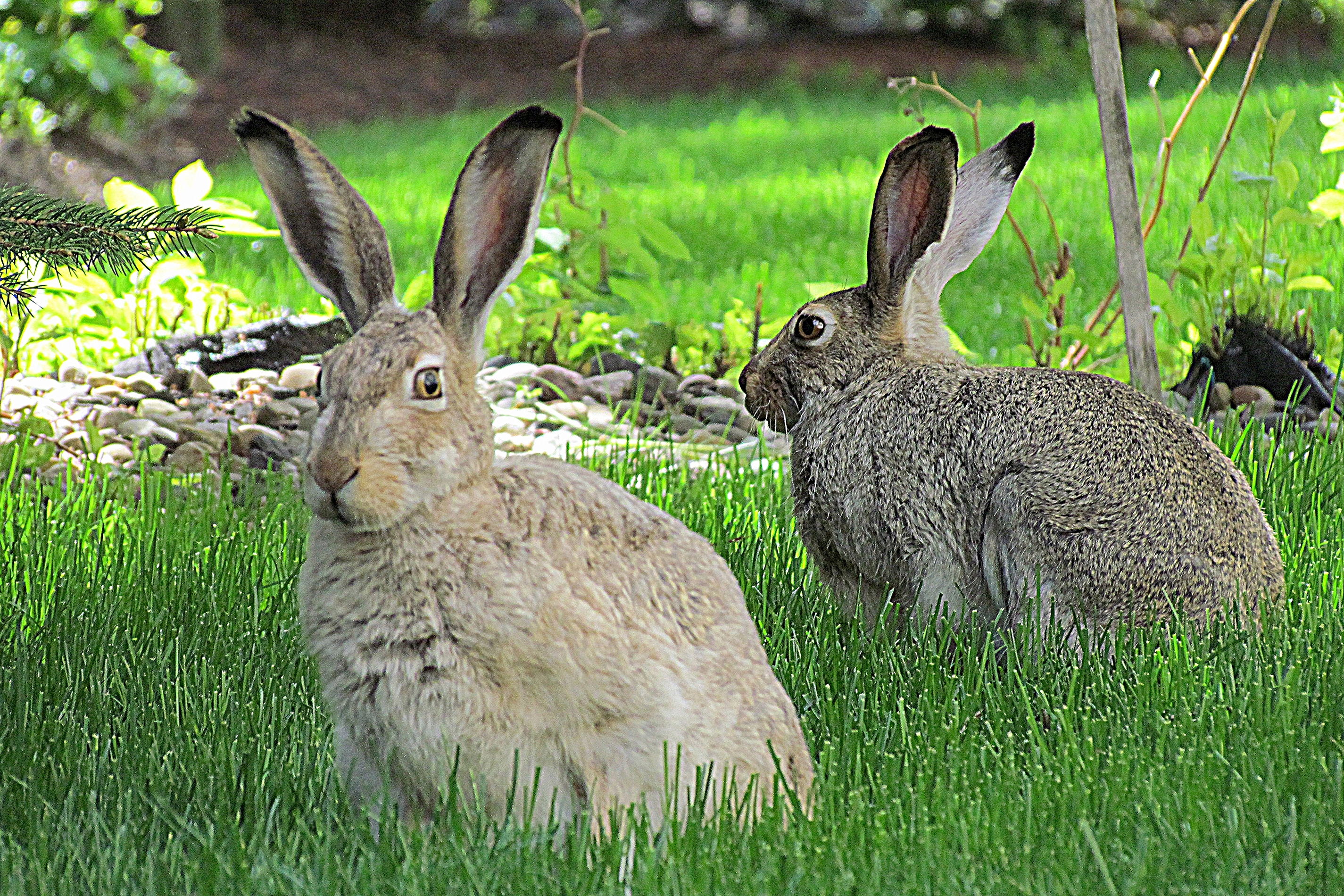 Зайцу нужно было. Заяц-Русак. Два зайца. Заяц с зайчонком. Зайчиха с зайчонком.