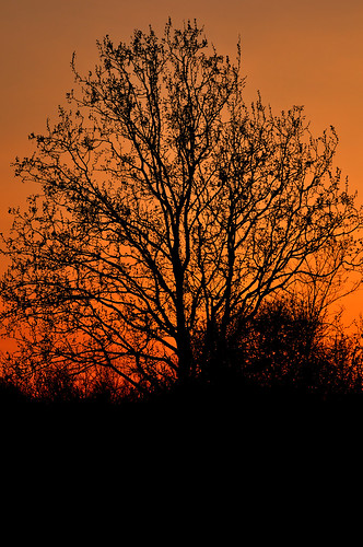 light sunset red tree sunrise tramonto figure albero rosso controluce figura