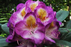 Rhododendronpark (101)