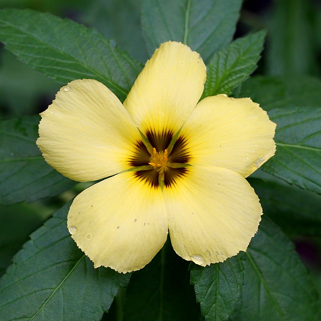 _MG_1573 - Yellow Bloom