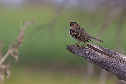 bird ave harrisssparrow zonotrichiaquerula gorrióndeharris