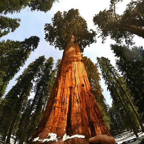 He's not the tallest, widest or oldest tree in the world. But he is the biggest. General Sherman is a Sequoia tree that only grows on the western side of the Sierra Nevada mountains. By volume, no one has him beat.