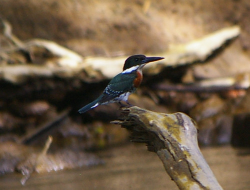 amazon-kingfisher(crop)