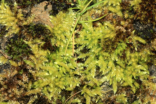 Rough-stalked Feather-moss 25854