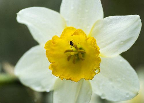 nature beauty insect spider trumpet daffodil stockimages newgrowth springinengland whitedaffodil normanbypark sonya77 paulsimpsonphotography april2014