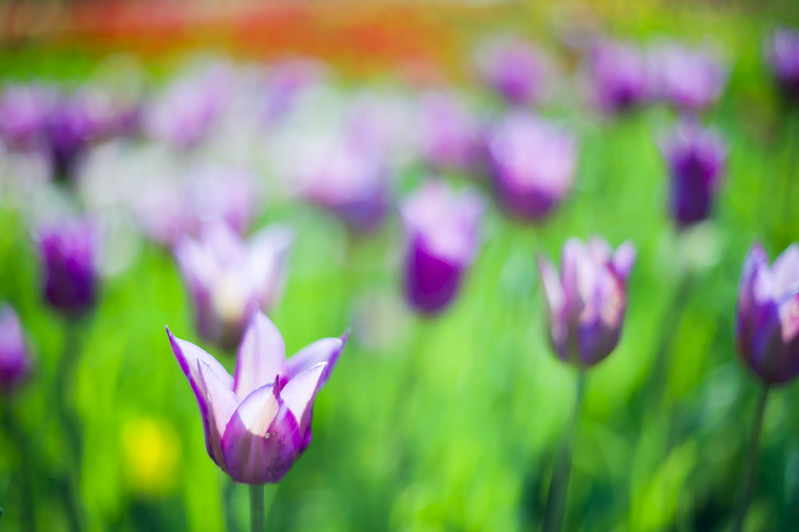 Tulpės | Burbiškio dvaras