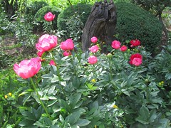 Peonies at Laurelwood Arboretum