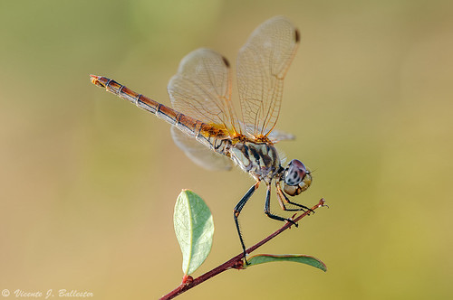 españa macro dragonflies insects andalucia esp tos montoro libélulas insec odonatos