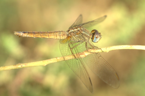 dragonfly animalia arthropoda odonata insecta epiprocta