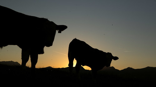 sunset switzerland cow bern axalp schweiztour2012