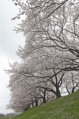 【写真】2014 桜 : 背割堤/2020-12-09/IMGP5777