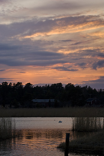 sunset sea reed water clouds swan sony alpha vatten svan a300 vass minoltaamount